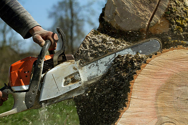 How Our Tree Care Process Works  in  Teays Valley, WV