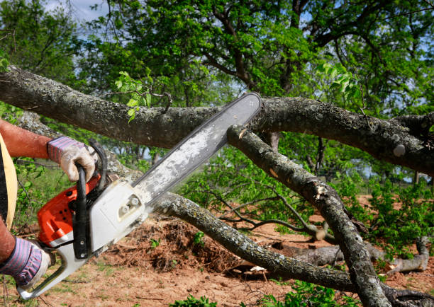  Teays Valley, WV Tree Removal Pros